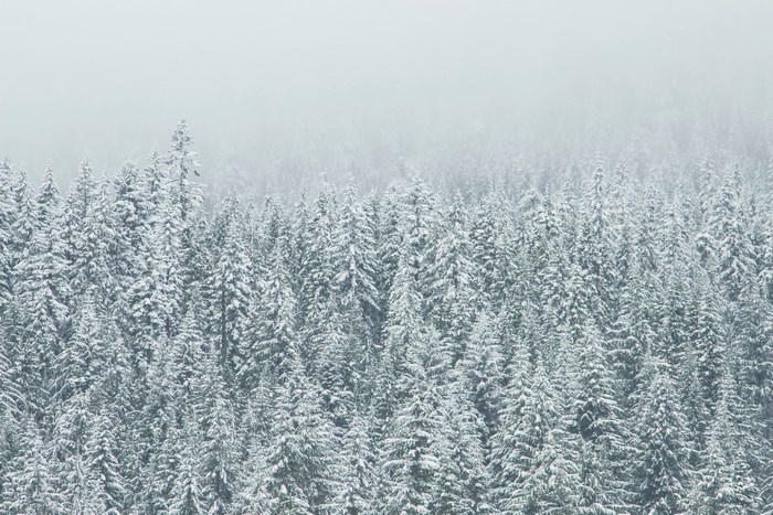 Snow covered evergreen forest in fog
