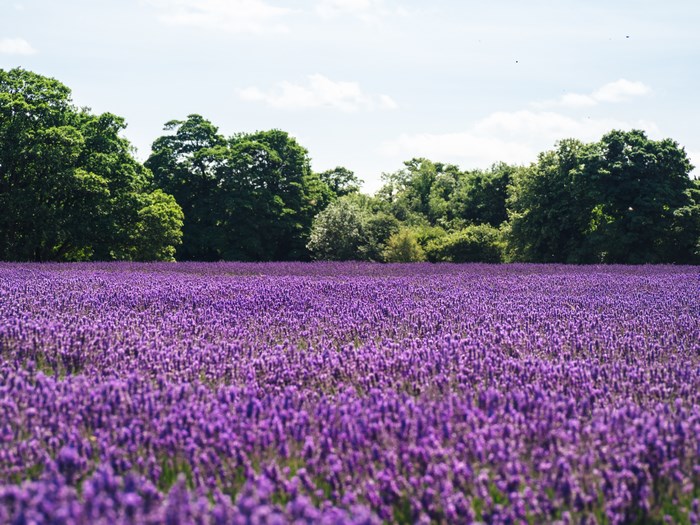 Lavender field in England