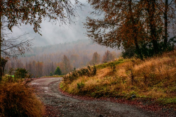 Winding dirt road through autumn forest with mist