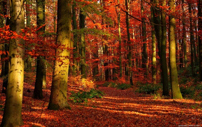 Autumn forest with fallen leaves