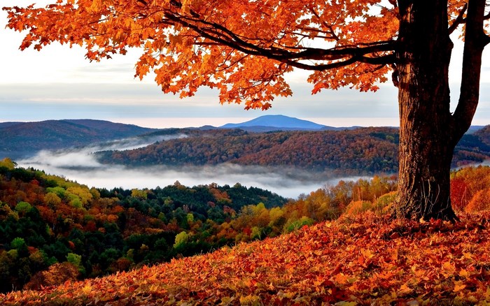 Autumn landscape with tree and fog in valley