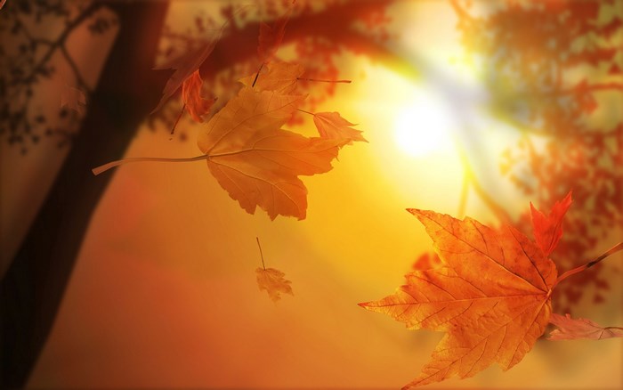 Autumn leaves falling in sunlight