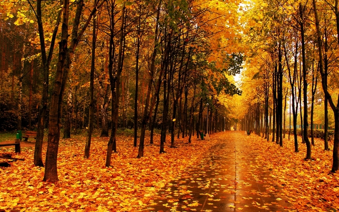Autumn park pathway with fallen leaves