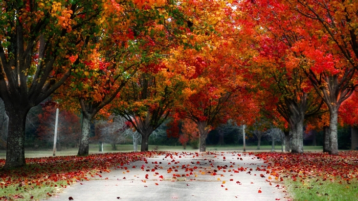 Autumn trees lining a road with fallen leaves