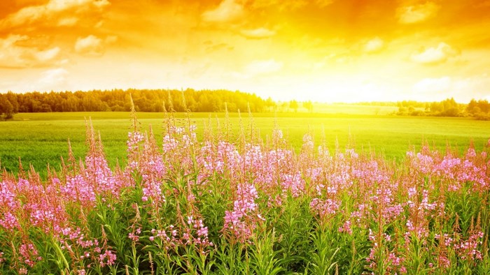 Field of pink flowers at sunset