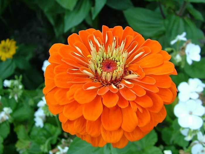 Orange Zinnia Flower with White and Yellow Flowers