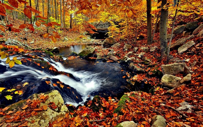 Autumn stream with fallen leaves and rocks