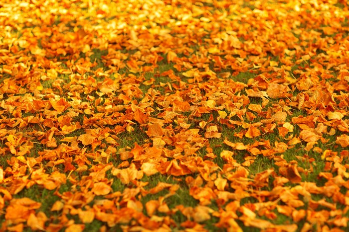 Autumn leaves on green grass