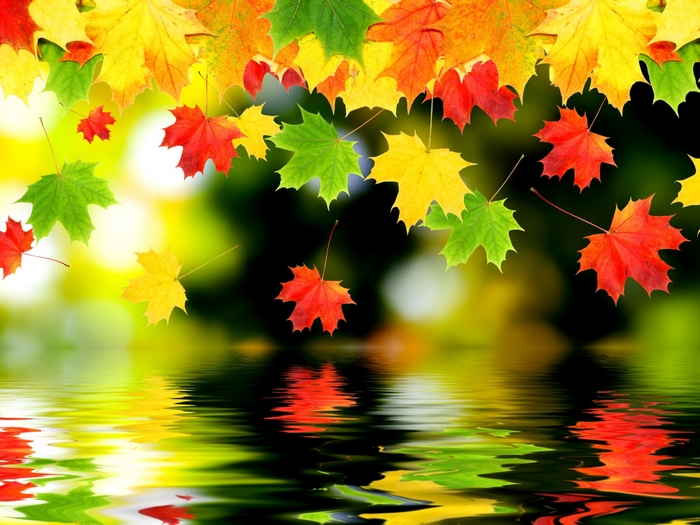 Autumn leaves falling on water
