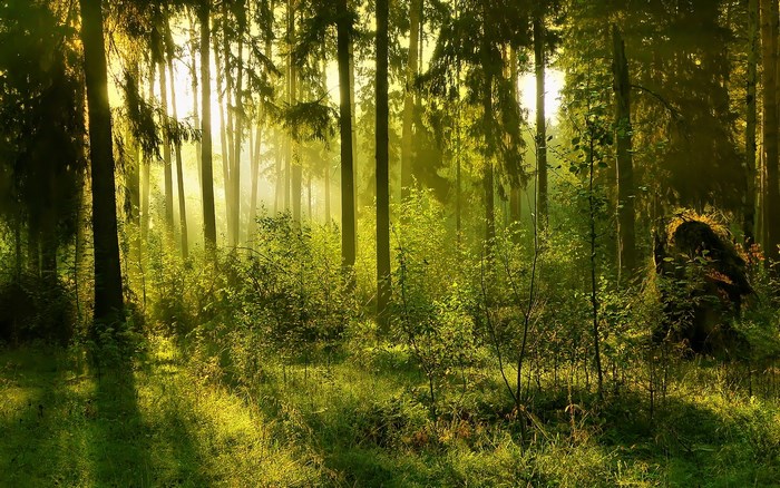 Sunlight filtering through a dense forest