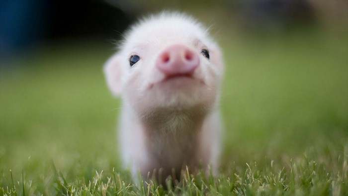 Close-up of a baby piglet in grass