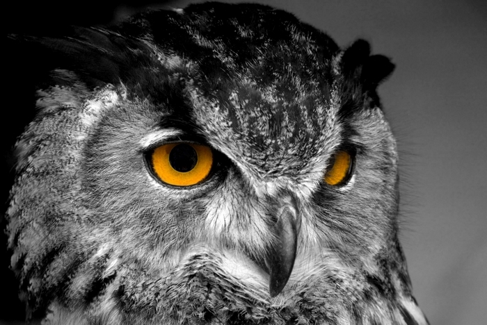 Close-up of an owl's face with bright orange eyes