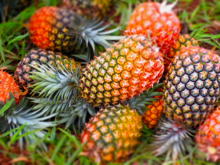 Pile of ripe pineapples on grass