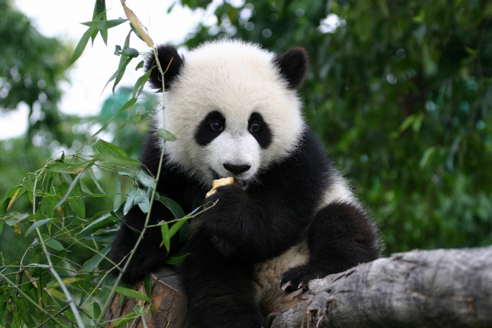 Panda eating bamboo on a log