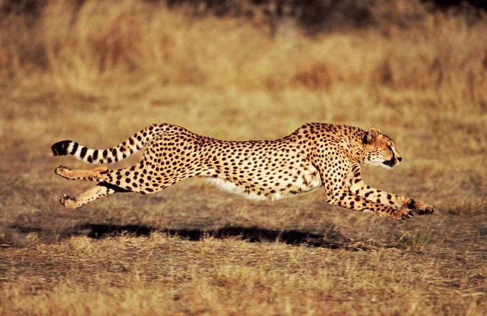 Cheetah running in a dry grassy field
