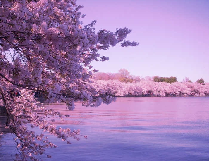 Cherry blossoms reflected in a purple body of water
