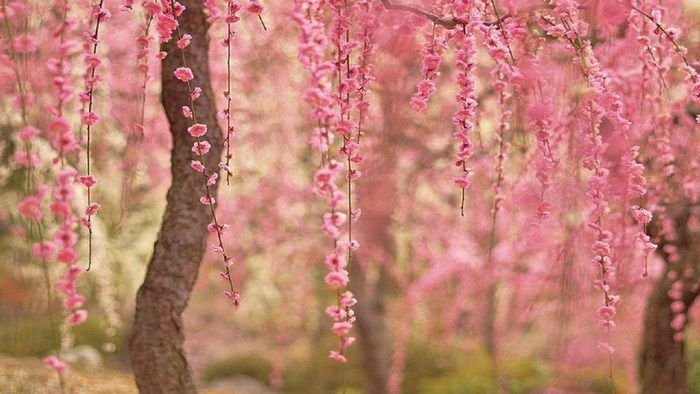 Weeping cherry blossoms in bloom
