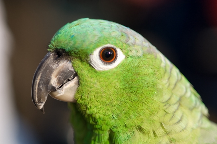 Close-up of a green parrot's head
