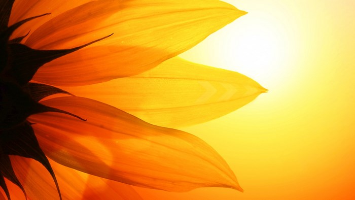 Close-up of backlit sunflower petals