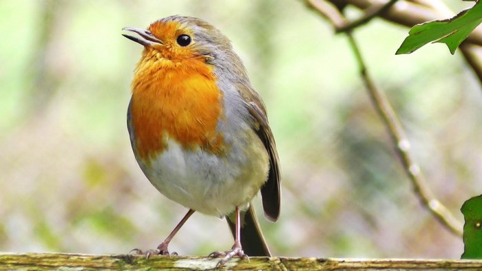 European Robin perched on a branch