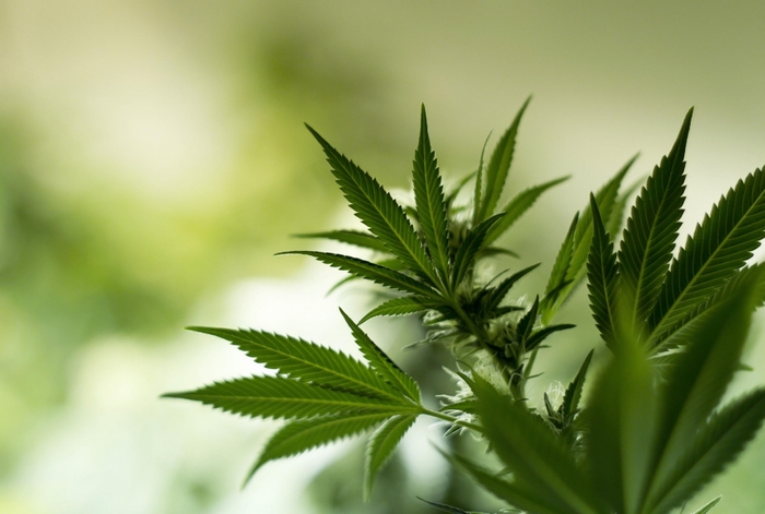 Marijuana plant close-up