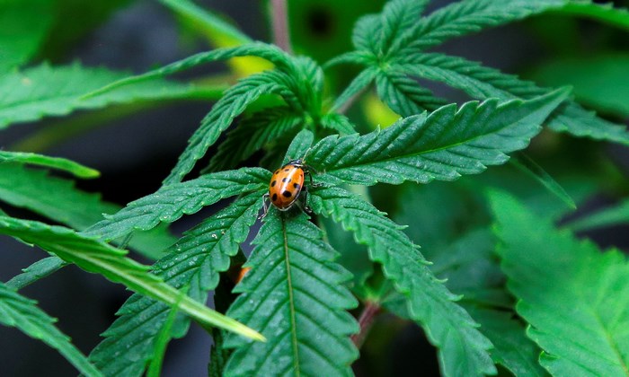Ladybug on a Marijuana Leaf