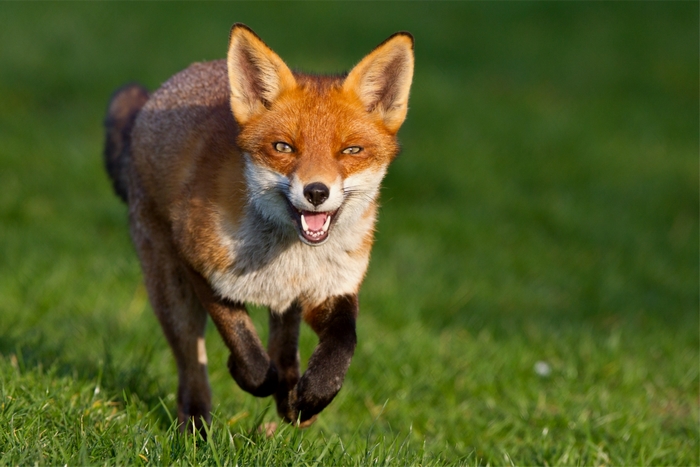 Red Fox Running on Grass
