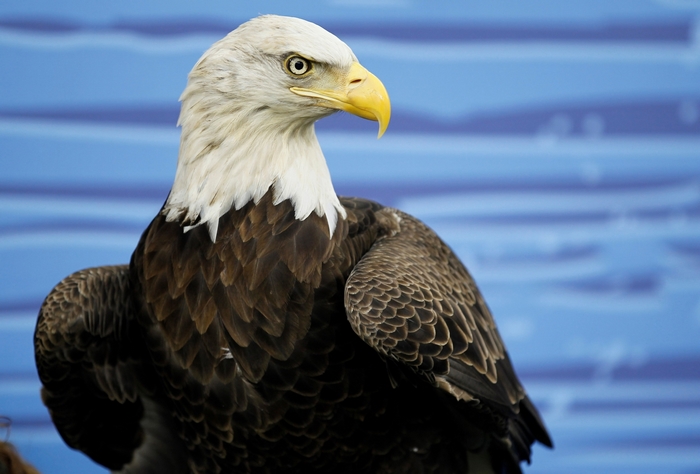 Bald eagle with yellow beak and white head