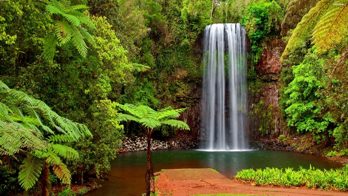Waterfall in a lush green forest
