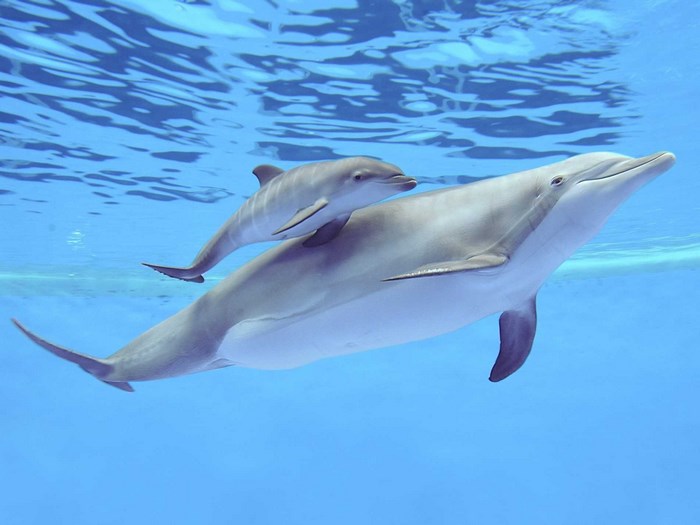 Mother and baby dolphin swimming underwater