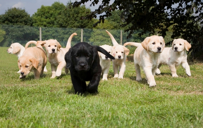 A group of Labrador puppies running on grass