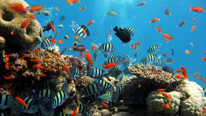 School of Fish Swim Near Coral Reef