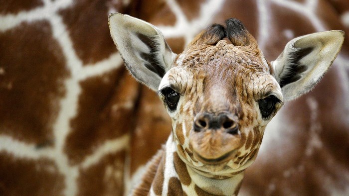 Close-up of a baby giraffe's face