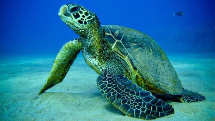 Green sea turtle resting on sandy ocean floor
