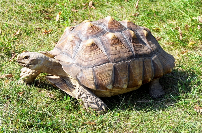 Large tortoise walking on grass