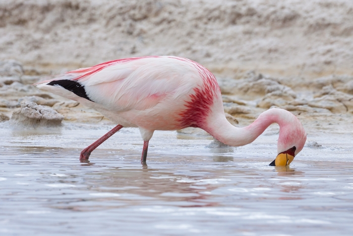 Flamingo drinking water in shallow water