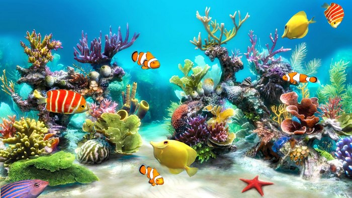 Aquarium with colorful fish and coral