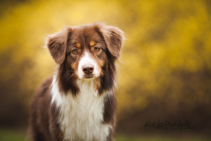 Brown Australian Shepherd Dog with Yellow Background