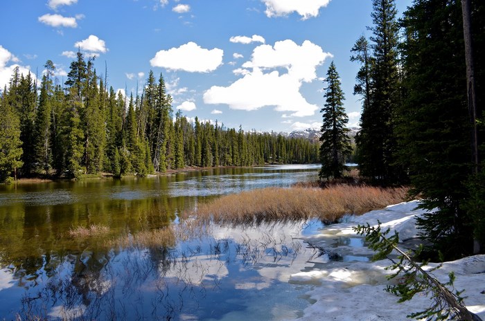 River and forest with snow