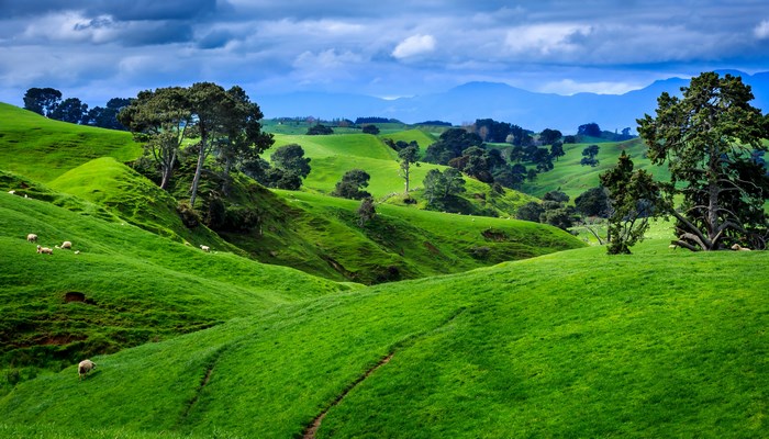 Rolling green hills with sheep and trees