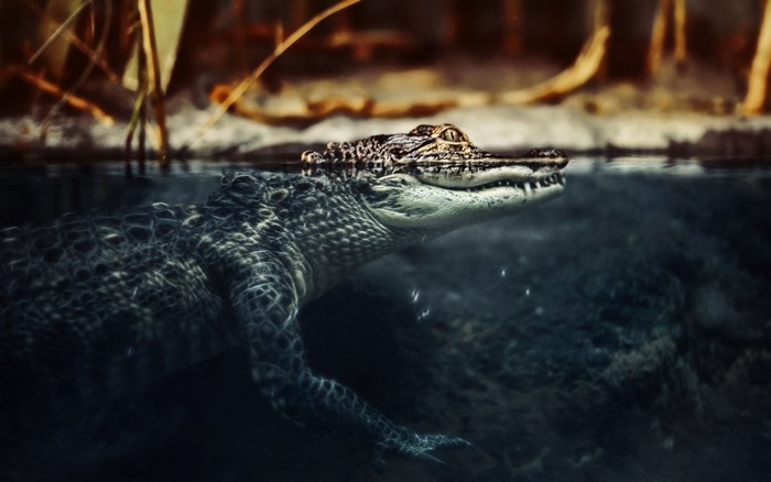 Crocodile swimming in dark water