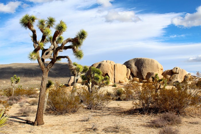 Joshua Tree National Park Landscape