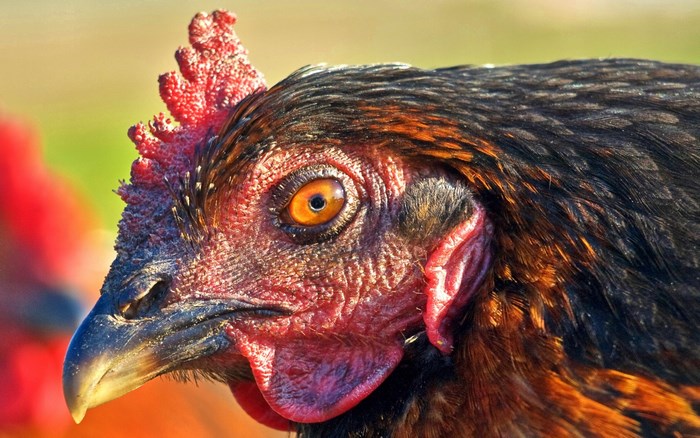 Close-up of a Chicken's Head