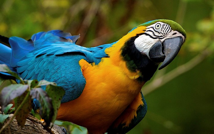 Blue and yellow macaw perched on a branch