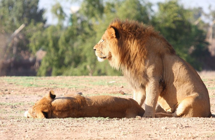 Two lions resting on dry ground