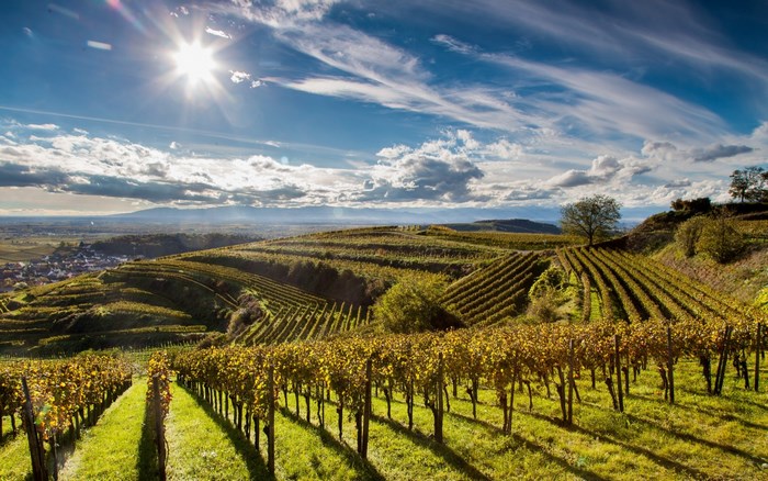 Vineyard landscape with sun and clouds