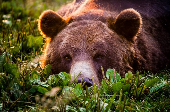 Brown bear lying in green grass