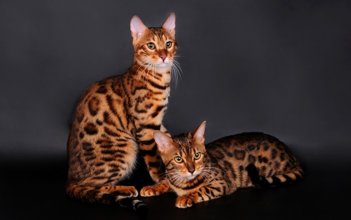 Two Bengal cats on a dark background