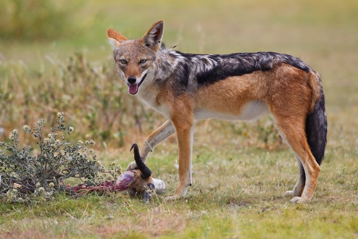 Jackal standing over prey in natural habitat
