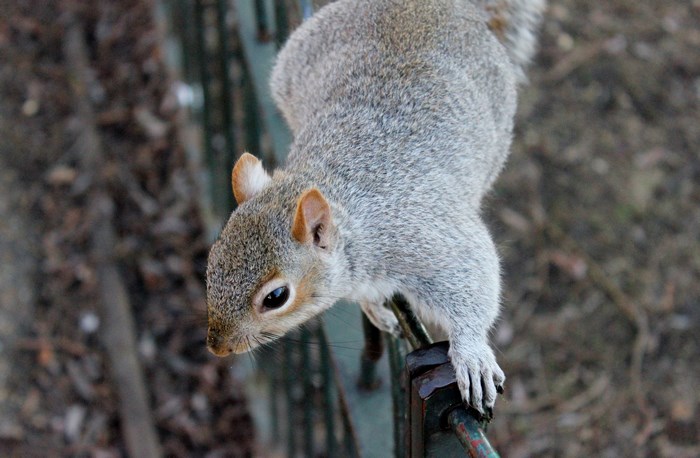 Squirrel on a fence